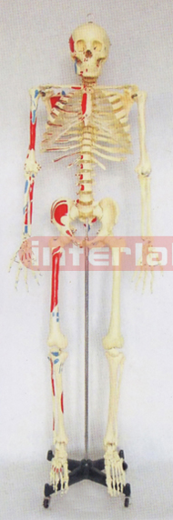 168 CM RIGHT HALF MUSCLES COLOURED & NUMBERED SKELETON MODEL WITH IRON STAND.